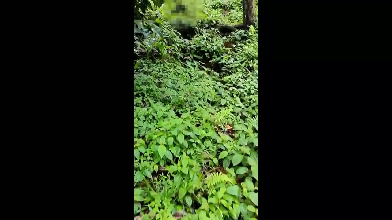 Eksib lalu Ngentot di Perkebunan